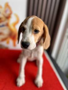 beagle.