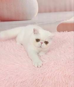 cutie White Exotic shorthair for sale