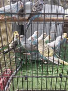 Burung Baji
