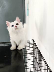 munchkin kitten male/female super short legs 