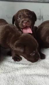Labrador full chocolate mka and microchip