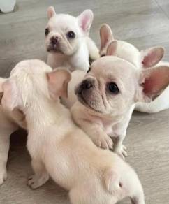 French Bulldog