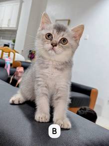 british short hair bsh tabby and golden blue