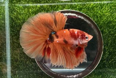 Candy long fins Rosetail/Halfmoon