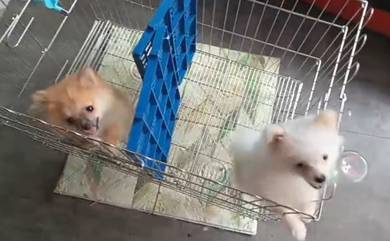JB only ! Pure Breed Pomeranian OFFER 纯种博美 尴尬期 特价