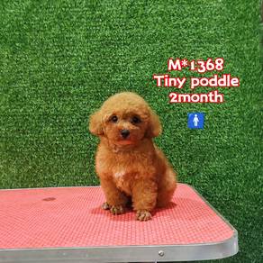 toy poodle m