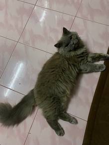 Kucing BLH
