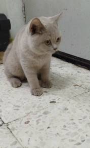 british short hair male lilac