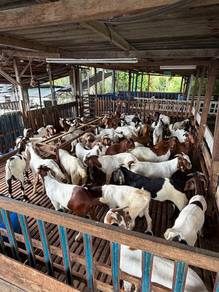Kambing Bajet murah