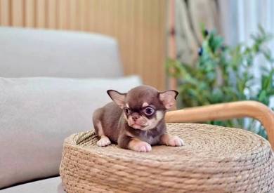 Chihuahua puppies 