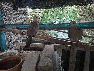 burung terkukur 