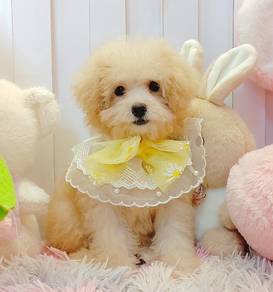 Poodle