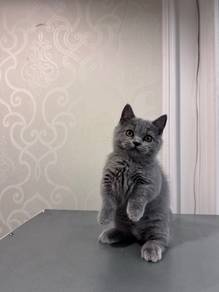 BSH munchkin blue