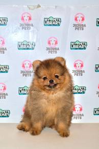 v3 Cute Pomeranian Dog