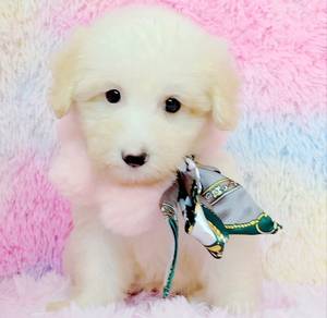 Maltipoo