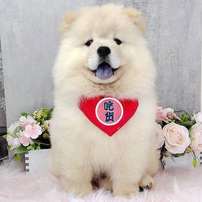 Chow Chow