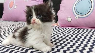 Munchkin Kitten – Symmetrical Facial Pattern