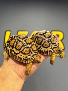 High White Leopard Tortoise / Kura-kura
