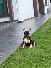 French bulldog puppy
