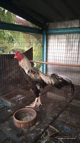 Ayam sabung baik