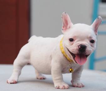 FRENCH BULLDOG PUPPIES 🌻S123 Charming  Girl