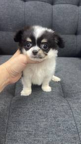吉娃娃男
Chihuahua 
Male
M1
Dob ; 20-05-26