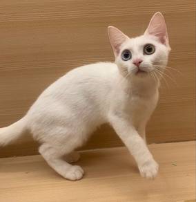 Domestic Short Hair