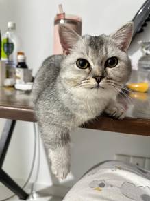 Pure breed bsh munchkin female