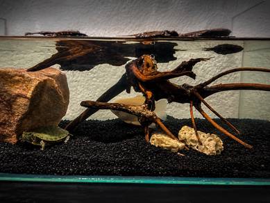lRed-Eared Slider Turtle