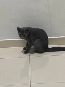 kucing BSH