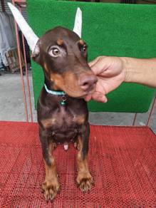 Male Doberman MKA Puppy 1708A