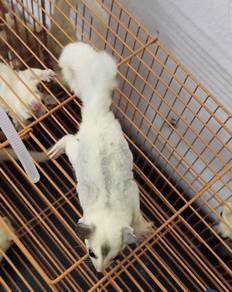 Sugar Glider True Platinum Mosaic