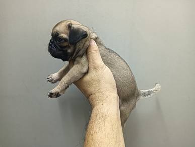 Pug