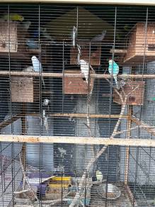 Burung Baji