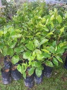 Anak Pokok limau nipis seedless