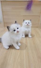 ragdoll