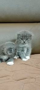 bsh kitten 