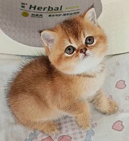 BSH kitten British shorthair British short hair