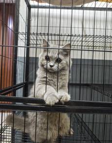 British Short Hair (BSH)