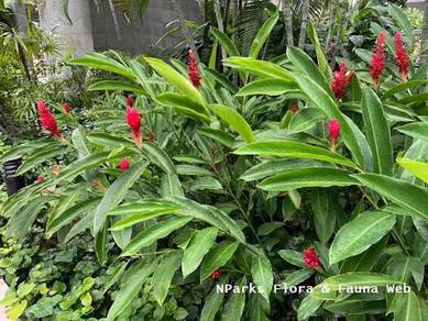 Alpinia Purpurata