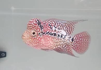 Flowerhorn