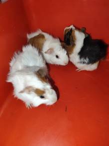 Abbyssinian guinea pig