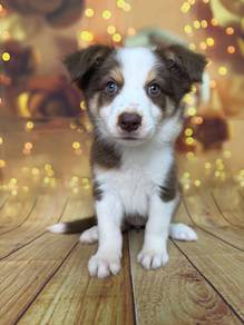 Chocolate Tri Border Collie