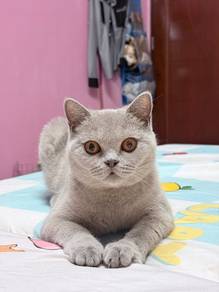 British short hair