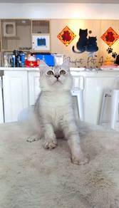 British Long Hair Silver Shade BLH Female 
