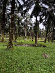 Agricultural Land in Johor Bahru, JHR