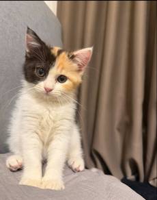Kitten Female kucing persian mix