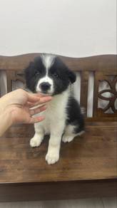 Male Border Collie 2 mths old Puppy M-1