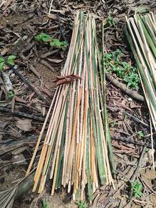 buluh lining sawit