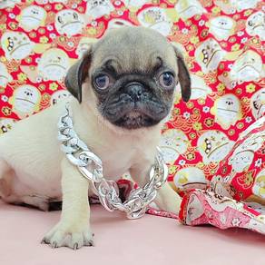 Pug